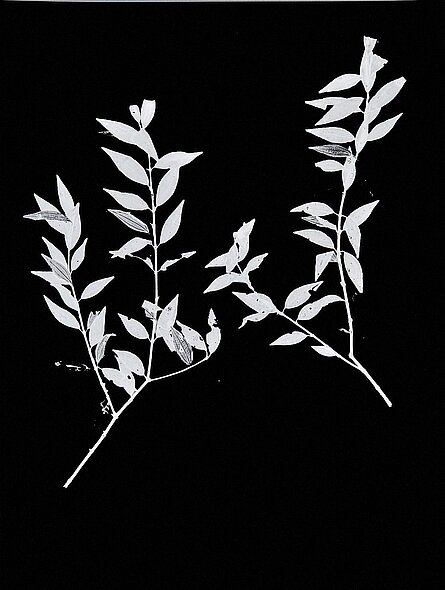 Eske Schlüters, Lost leaves, Inkjet-Print 2022 © Griffelkunst