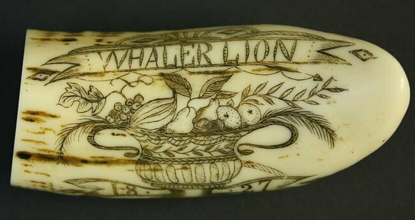 Gravierter Walrosszahn mit Schriftzug "Whaler Lion", um 1827. Foto: Stadtmuseum