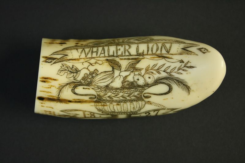 Gravierter Walrosszahn mit Schriftzug "Whaler Lion", um 1827. Foto: Stadtmuseum Oldenburg