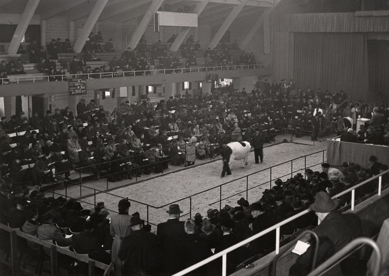 Auktion der Oldenburger Herdbuch-Gesellschaft e. V. in der Weser-Ems-Halle, 1950er-1960er Jahre. Foto: Stadtmuseum Oldenburg