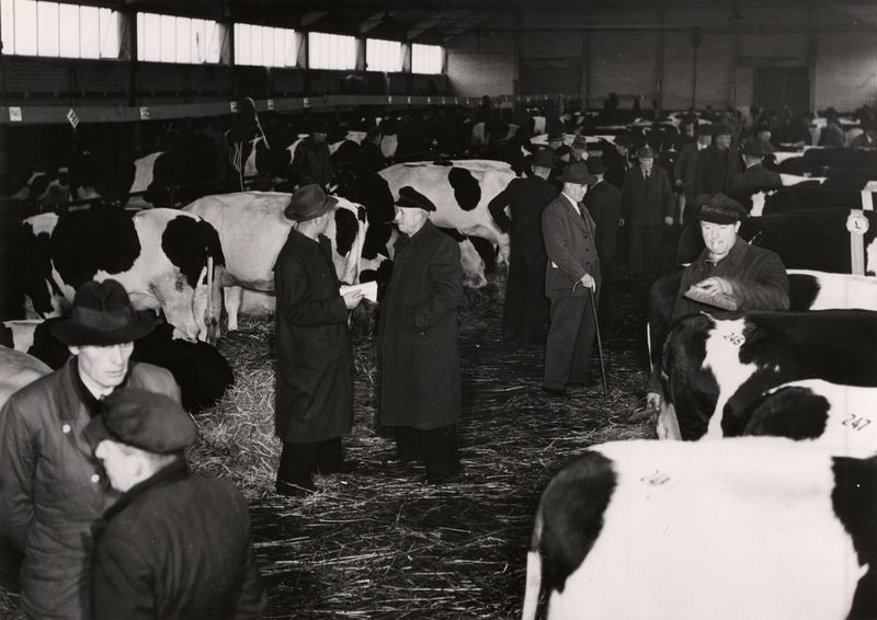 Blick in einen der Ställe bei einer Viehauktion in der Weser-Ems-Halle, 1950er-1960er Jahre. Foto: Stadtmuseum Oldenburg