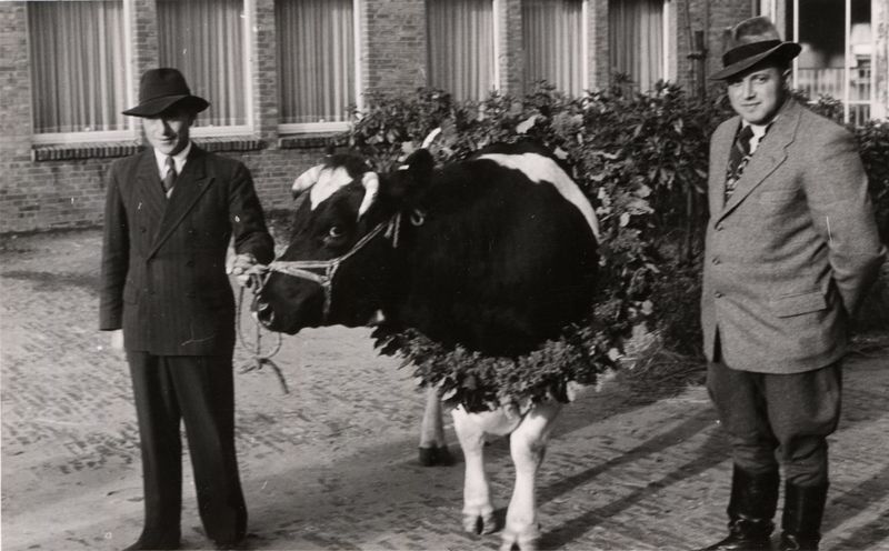 Bullenprämierung in der Weser-Ems-Halle, 1950er-1960er Jahre. Foto: Stadtmuseum Oldenburg